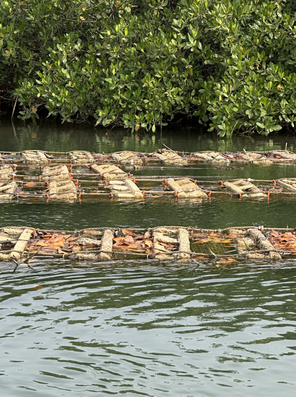 Les naissains d'huitres flottants © Pascale Missoud