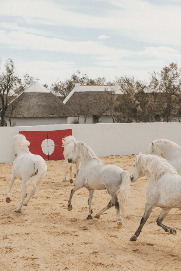 Les chevaux de l'hôtel © Les Bains Gardians