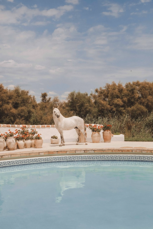 Les chevaux de l'hôtel © Les Bains Gardians