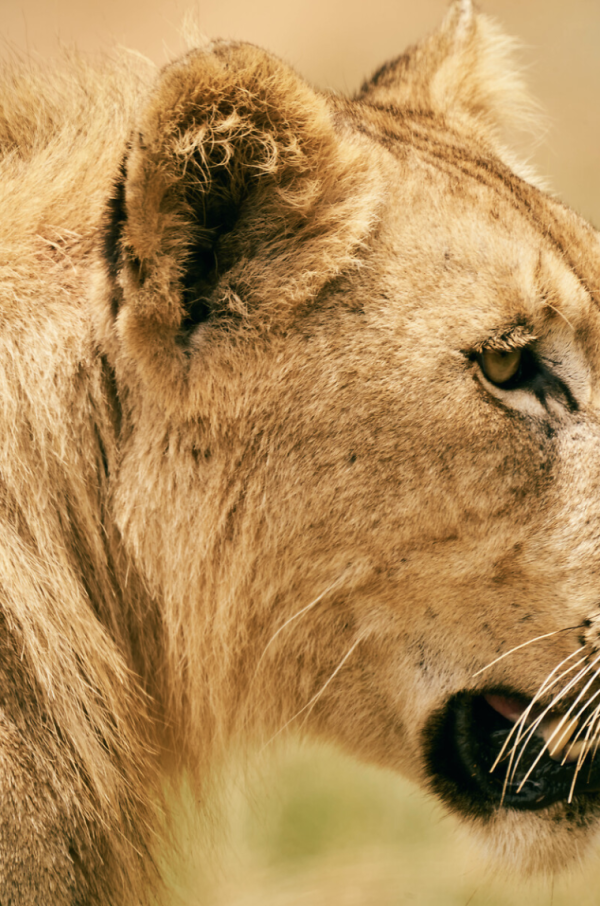 Une lionne © Arthur Degorce