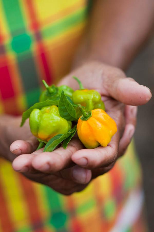 Piment chapo en Guyane © Valérie Lhomme