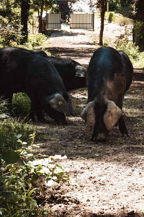 Porcs noirs gascons Bidache © 'instant C - OT Grand Auch Cœur de Gascogne