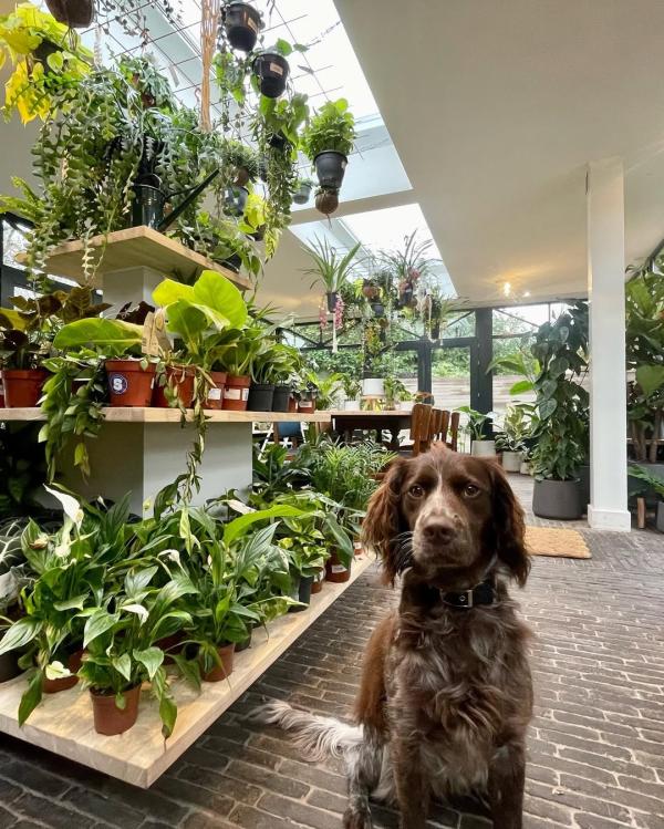 L'un des meilleurs coffee shop de Bruges © Stera Plantenbar