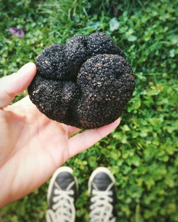 Récolte des truffes en Meuse © ferme truffière de Navi