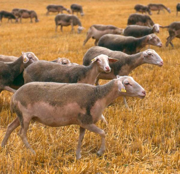 Le péril est fabriqué à base de lait entier de brebis Lacaune © S. Grandadam