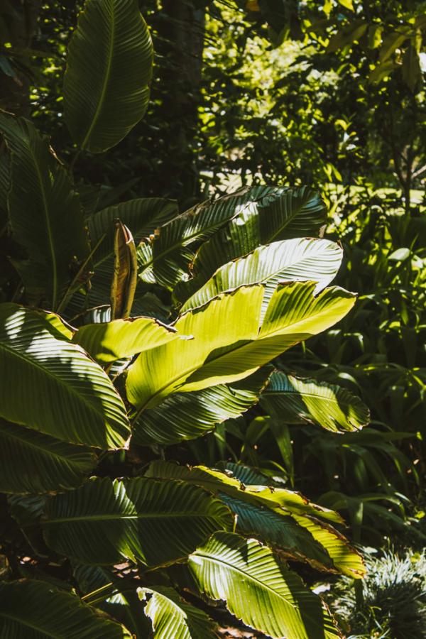 Les somptueux Royal Botanic Gardens, autour de la baie de Sydney © Jessica Sysengrath