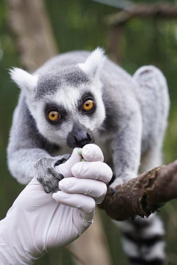 Une journée au Zoo d'Amnéville © DR