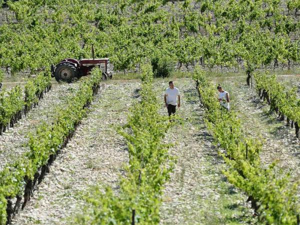 Domaine de Trevallon © Hervé Hôte