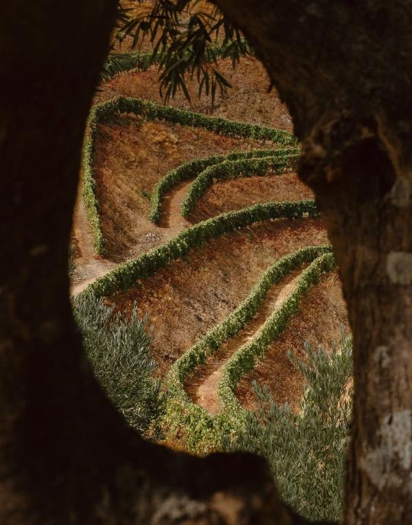 Notre avis sur la Quinta São José do Barrilário, nouvel hôtel dans le Douro © Thatsliffe Notre avis sur la Quinta São José do Barrilário, nouvel hôtel dans le Douro © Thatsliffe