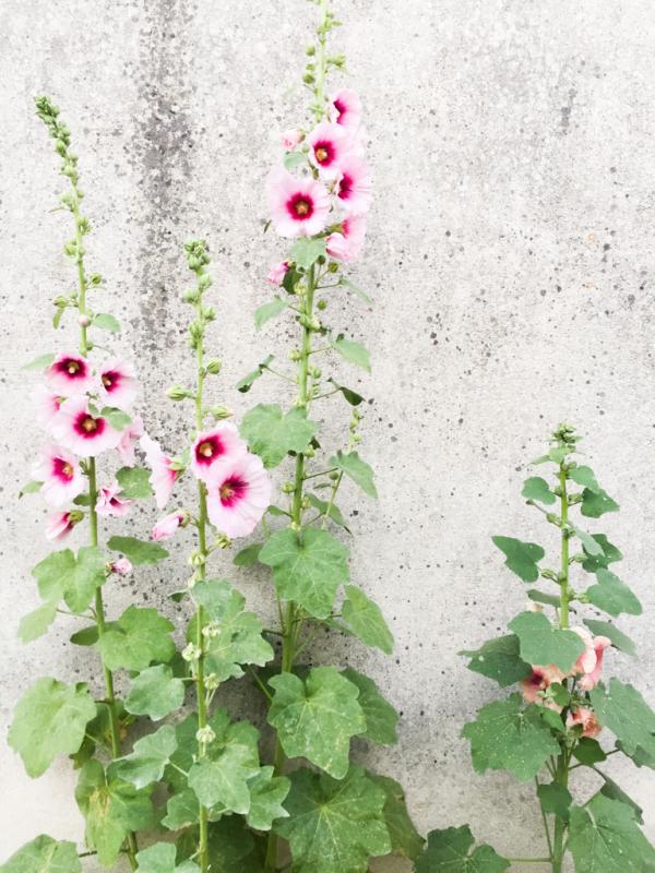 Les roses trémières sont les fleurs emblématiques de l'île © Yonder.fr