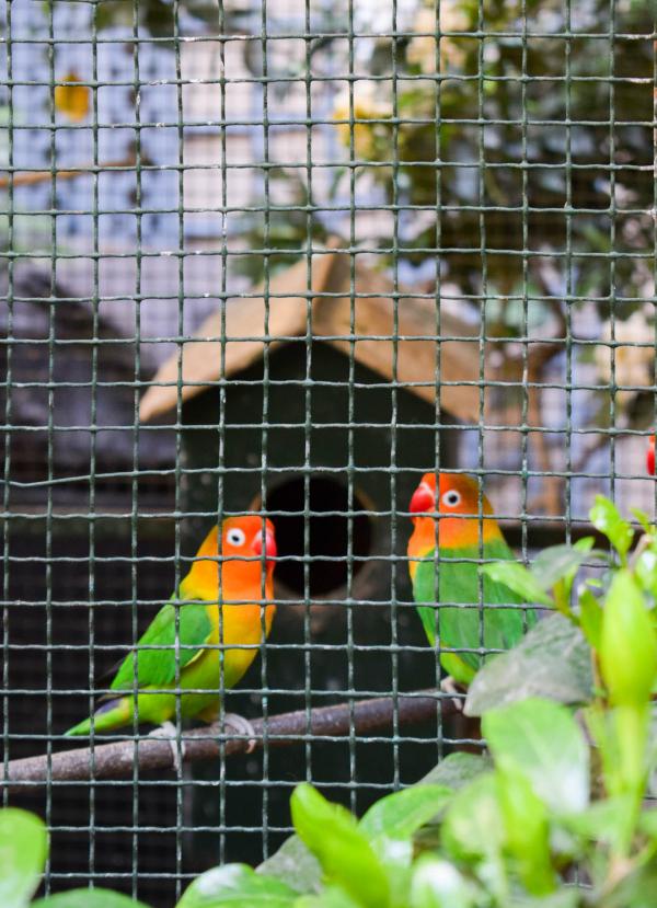 Des oiseaux guettent les va-et-vient des hôtes de l'Albergo © YONDER.fr