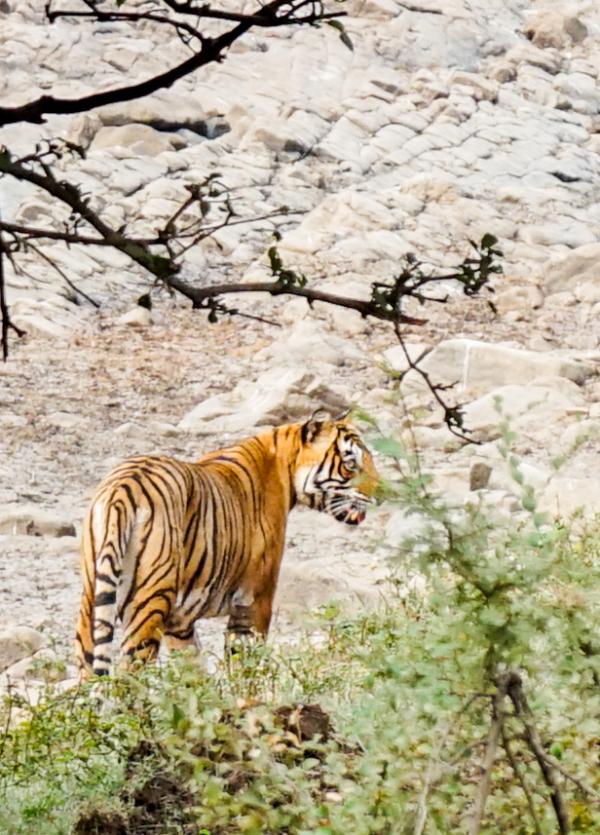 Après deux heures d'attente, on aperçoit finalement l'un des tigres, l'un des soixante félins vivant dans l'enceinte du tigre © YONDER.fr