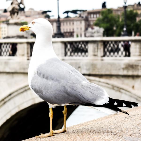 Les mouettes, omniprésentes dans Rome, rappellent la proximité de la capitale italienne avec la mer © Yonder.fr