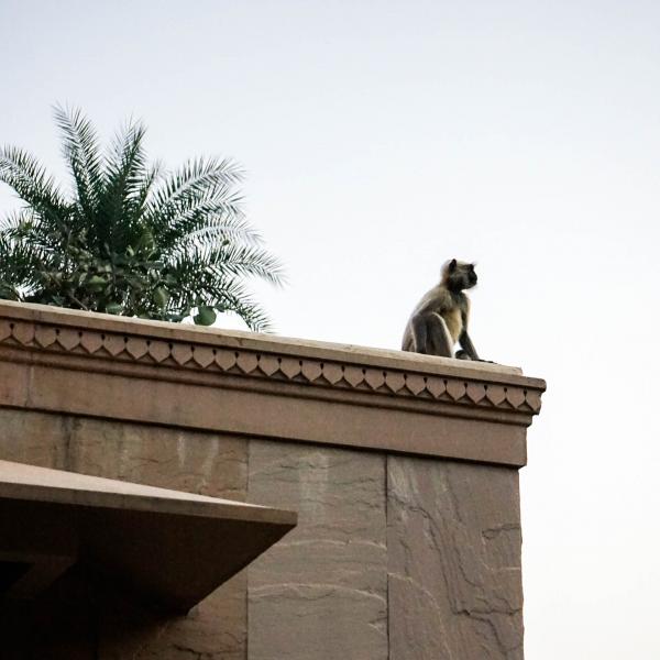 Un singe observe les alentours, tranquillement posté sur le toit de notre pavillon © YONDER.fr