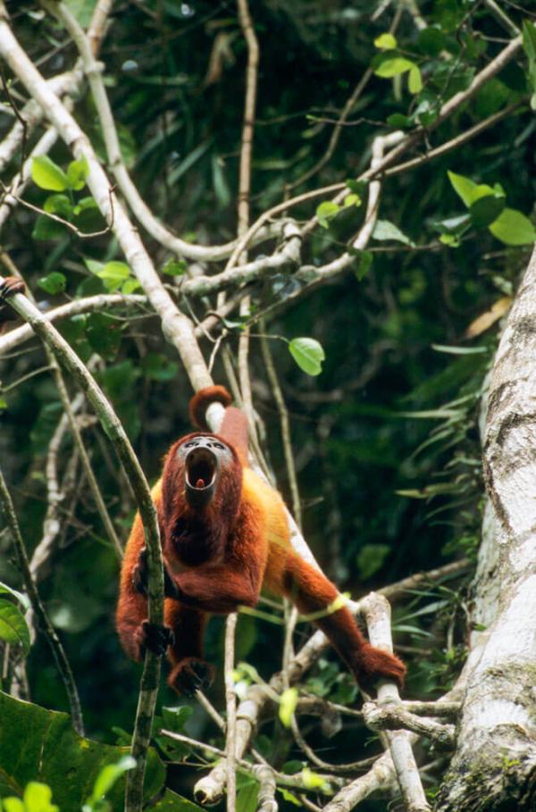 Un singe hurleur dans la forêt guyanaise © Nicolas Cegalerba