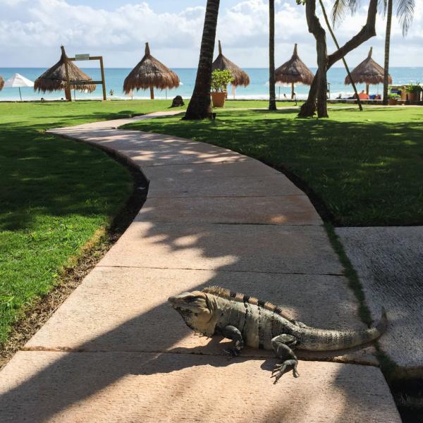 Des iguanes se promènent en tout liberté dans le resort © Yonder.fr