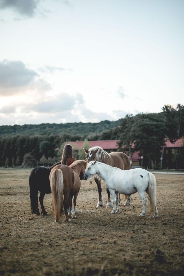 Les chevaux de l'hôtel kids friendly Le Barn © Studio Nomades