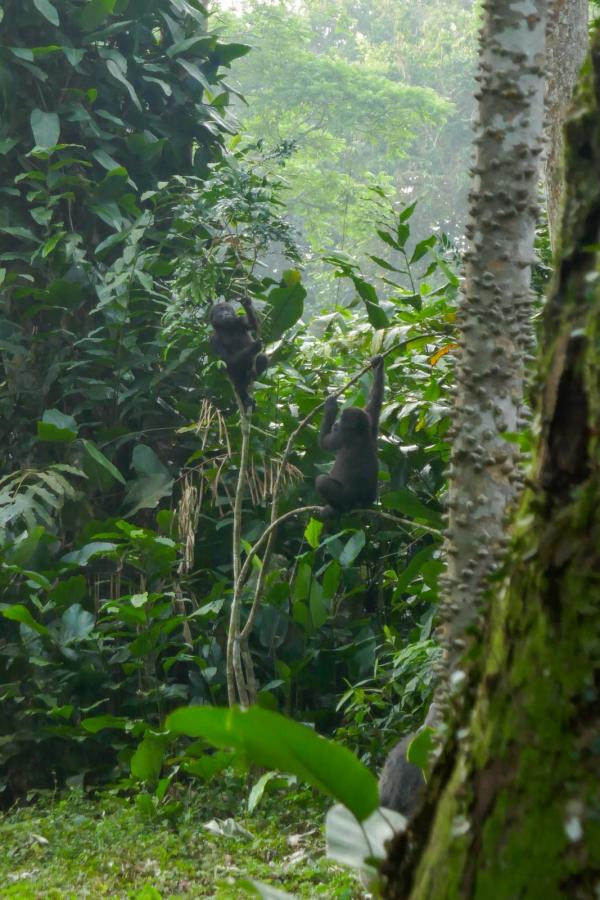 Les jeunes jouent dans les arbres © PG