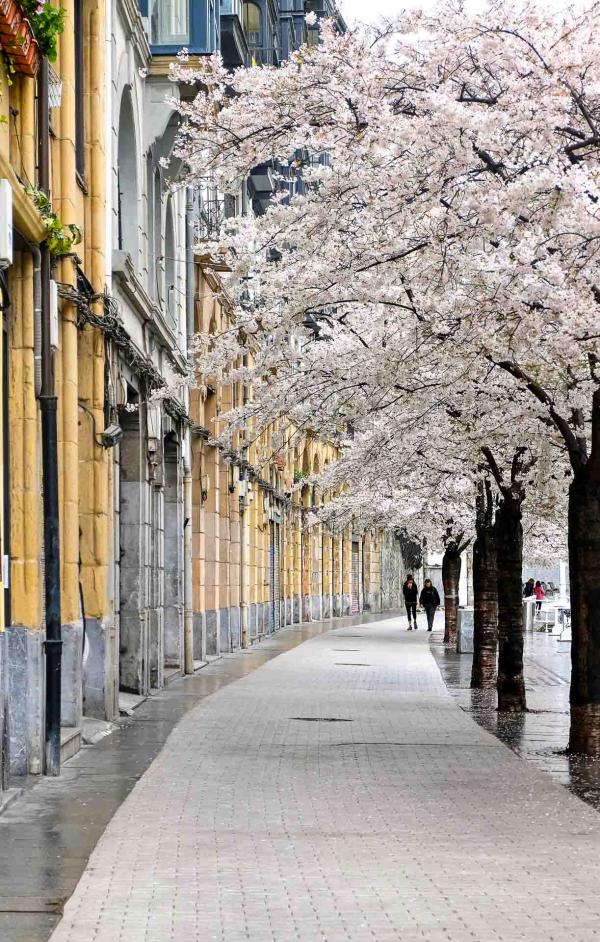 Arbres en fleurs dans le quartier San Francisco © Clémence Ludwig