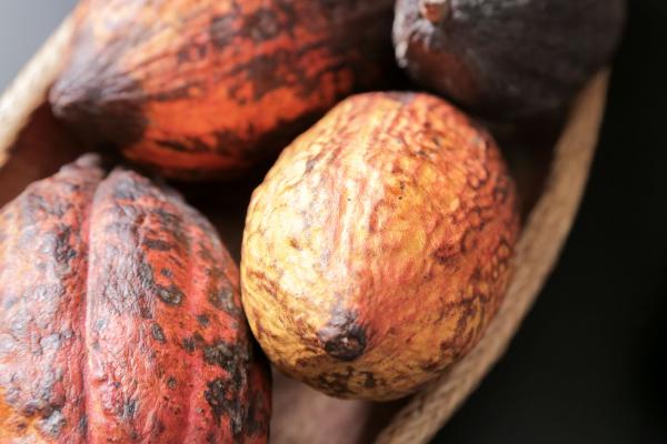 Le cacao aux multiples propriétés.