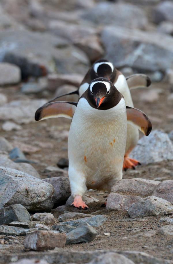 Croisière Antarctique à bord de l’Exploris One © Antoine Lorgnier