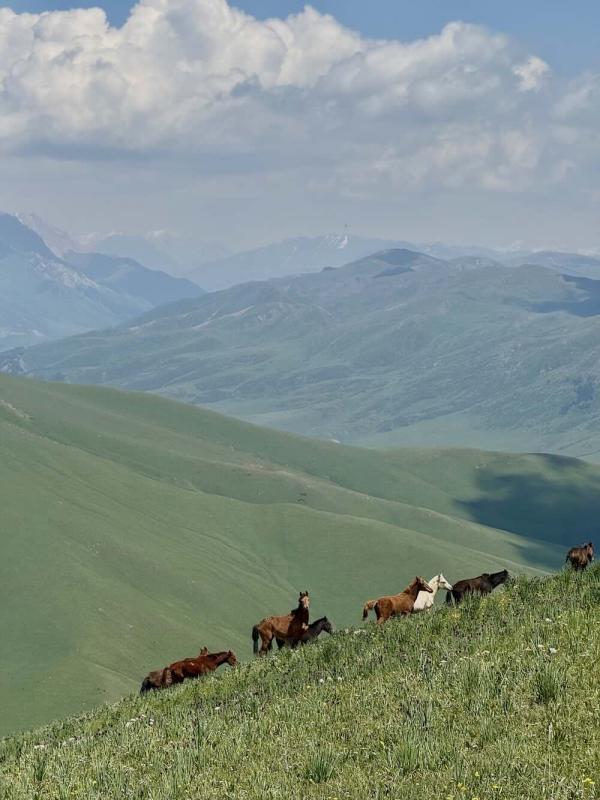 Au Kirghizistan, les chevaux paissent en liberté sur les alpages © DR Au Kirghizistan, les chevaux paissent en liberté sur les alpages © DR