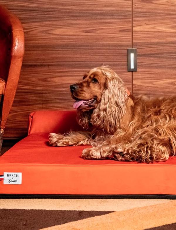 Brach Paris, l’un des meilleurs hôtels dog friendly de France © Simon Detraz Brach Paris, l'un des meilleurs hôtels dog friendly de France © Simon Detraz