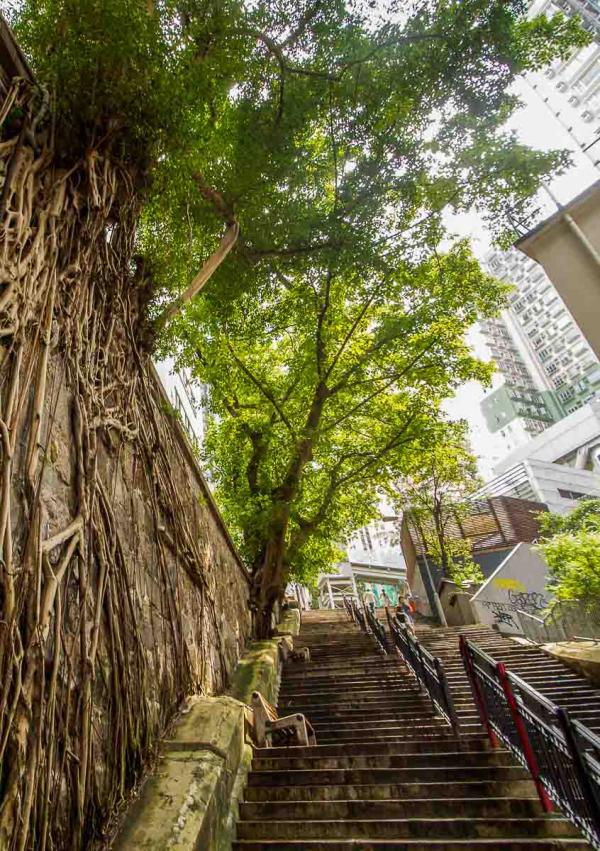 Les racines d'un banian ("banyan tree") près d'Hollywood Road © Gavin – adobe.stock.com