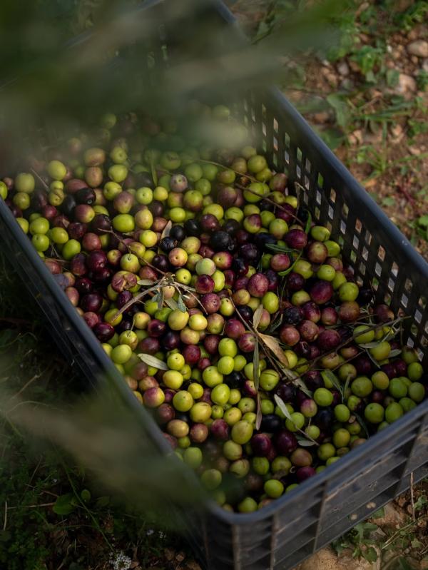 On a testé l'hôtel à l'art de vivre provençal, le Domaine Jòlibois © DR