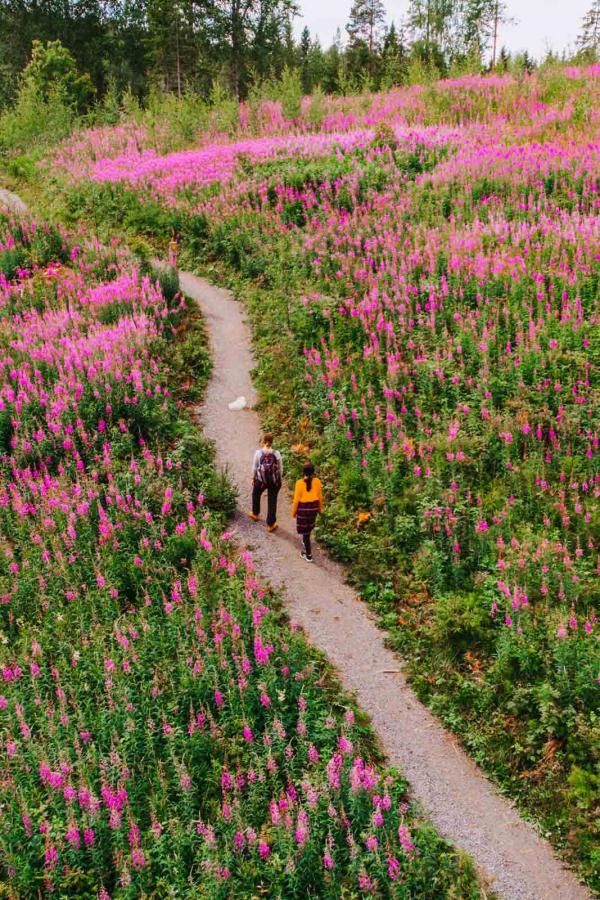 Parc national de Etelä-Konneveden © Julia Kivelä