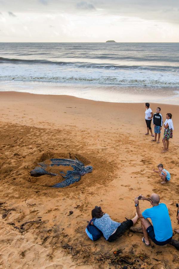 Découvrir la Guyane : le top 10 des expériences incontournables