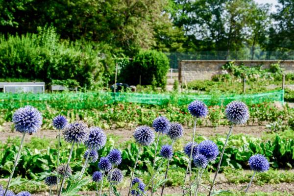 Le potager bio de l'hôtel approvisionne le restaurant étoilé au Michelin © Emmanuel Laveran