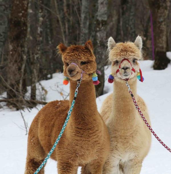 La ferme l’Âne qui Bulle dans les Alpes du Sud © Alpagaga La ferme l'Âne qui Bulle dans les Alpes du Sud © Alpagaga