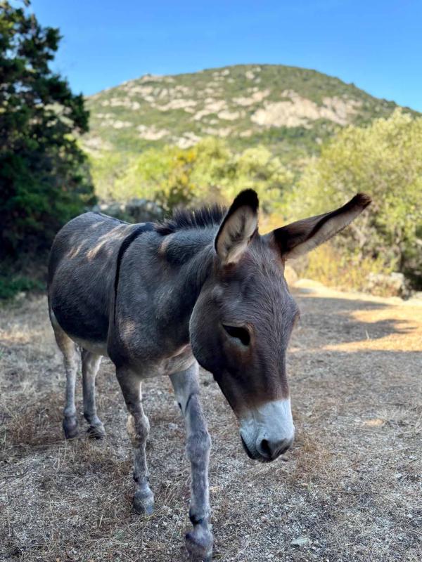 Le Clos du Mouflon, l’hébergement le plus insolite de Corse © Pierre Gautrand