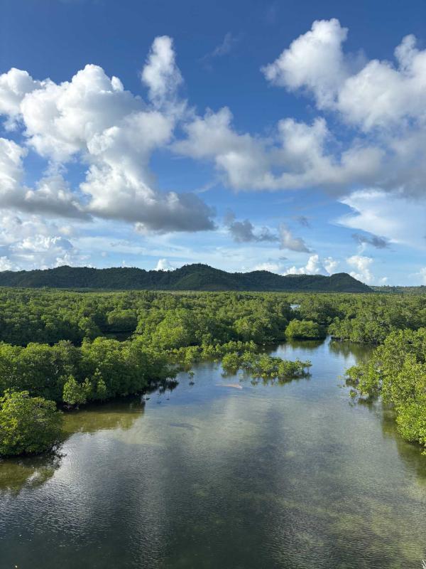 Mangrove qui entoure l'hôtel © PG