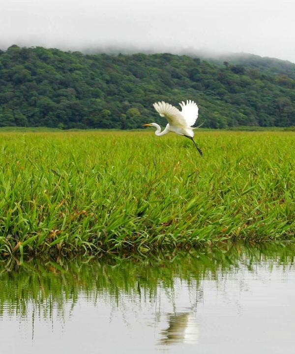 Aigrette blanche dans le marais de Kaw © Jean-Emmanuel Hay