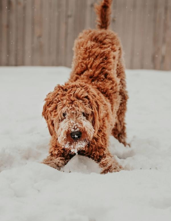 Brach Paris, l’un des meilleurs hôtels dog friendly de France © Simon Detraz Brach Paris, l'un des meilleurs hôtels dog friendly de France © Simon Detraz