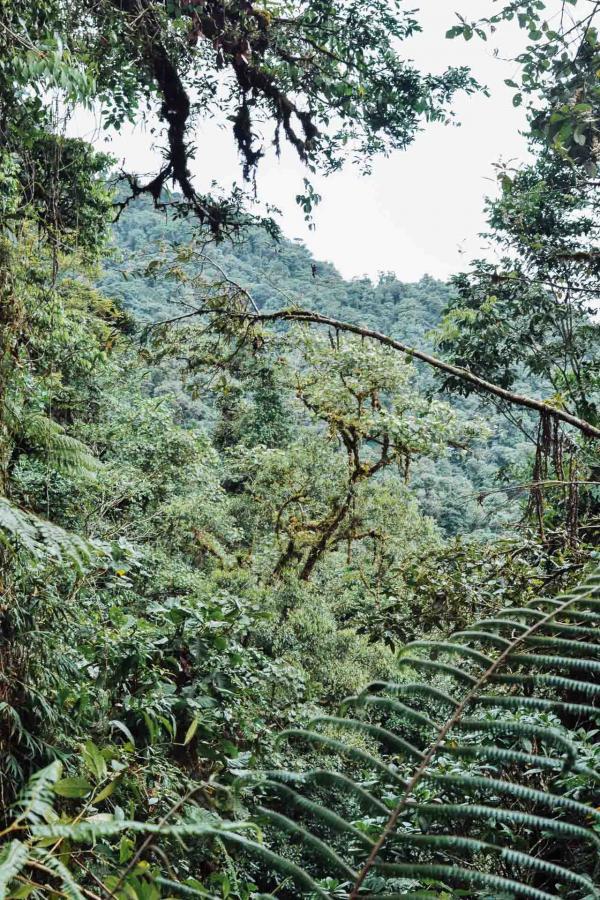 Parc national Tapanti, Costa Rica © Constance Lugger