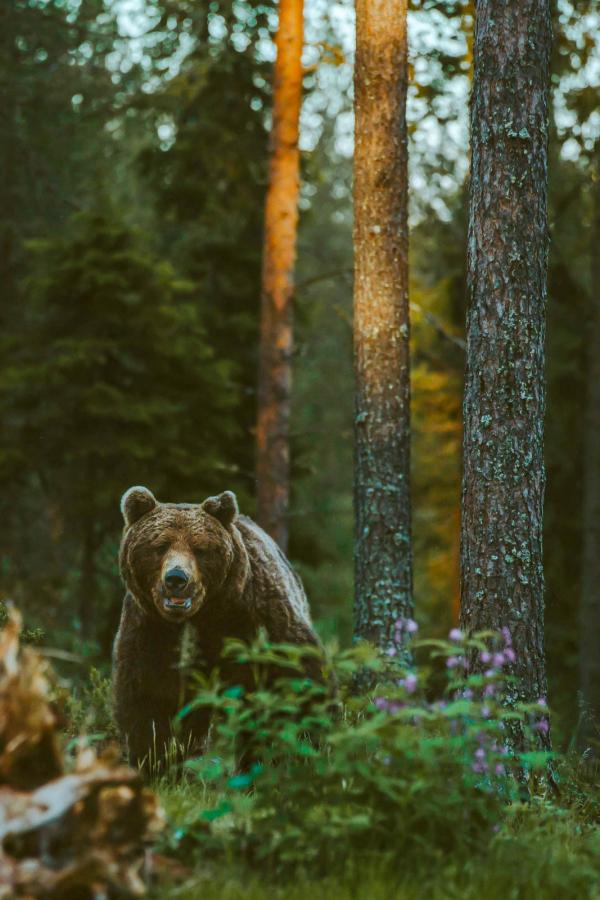 Observation des ours à Ruka Kuusamo © Visit Finland