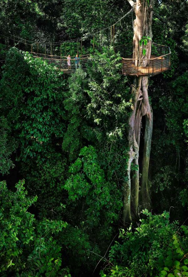 The Datai Langkawi - Canopy Walk © DR