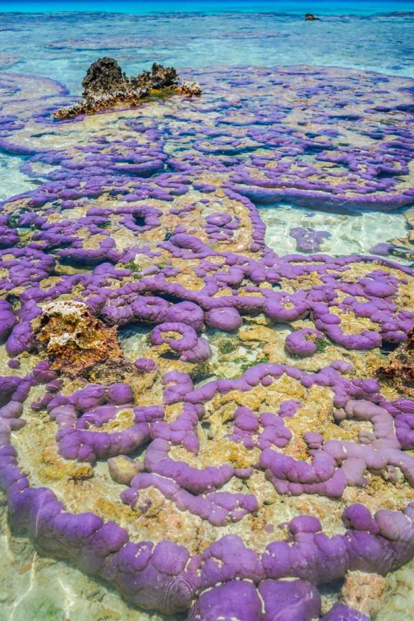 Les fonds marins multicolores des Tuamotu © Lei Tao - Tahiti Tourisme