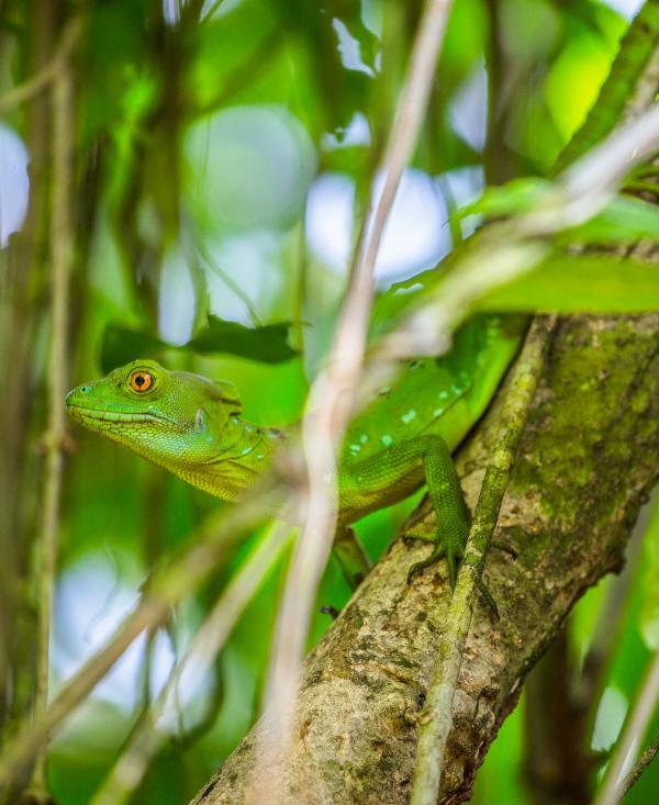 Visiter le Costa Rica et le Parc national de Tortuguero © DR
