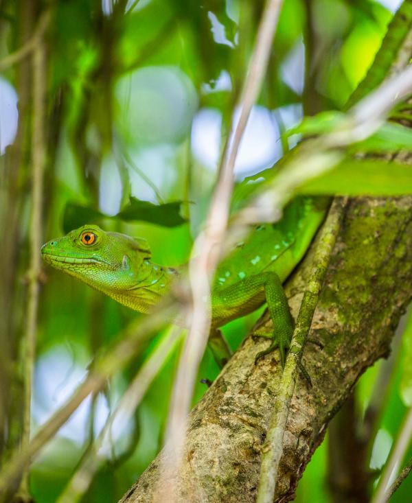 Parc national de Tortuguero © DR