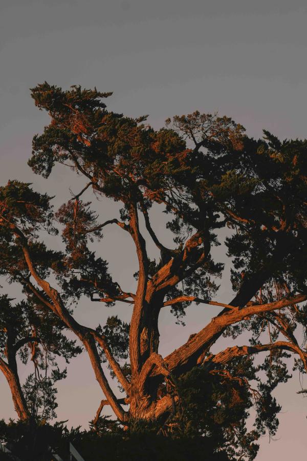 Notre avis sur l’hôtel Villa Colette au Cap-Ferret © Julius Hirtzberger