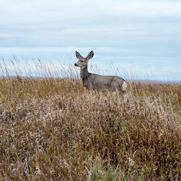 Il n'est pas rare d'apercevoir des antilopes dans le parc © YONDER.fr