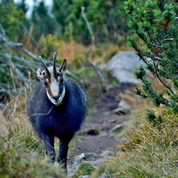 Chamois dans les Vosges © DR