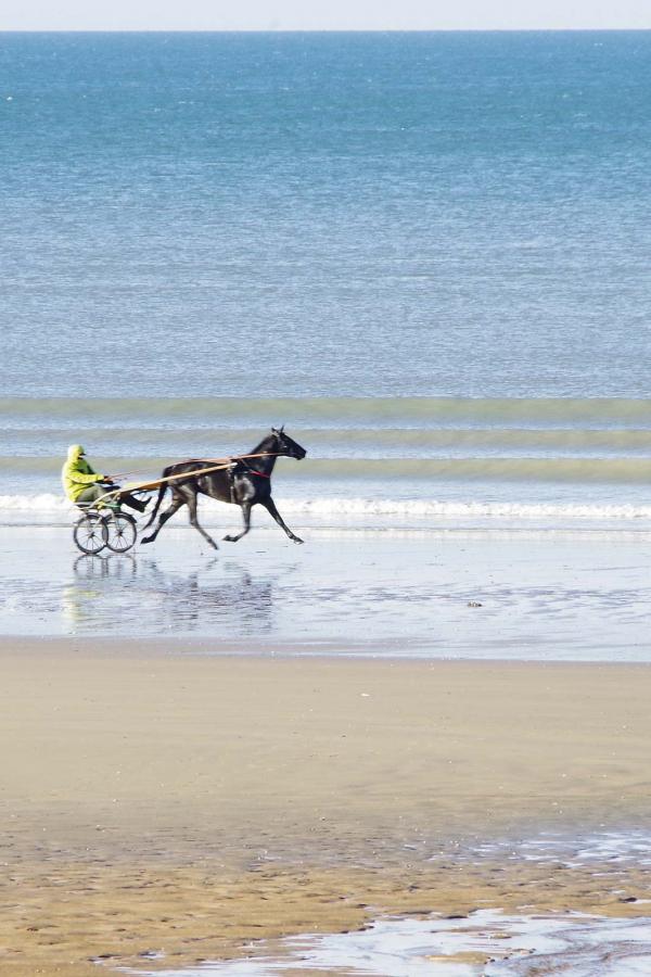 Cheval sur la plage de Cabourg © AdobeStock - Sirocco