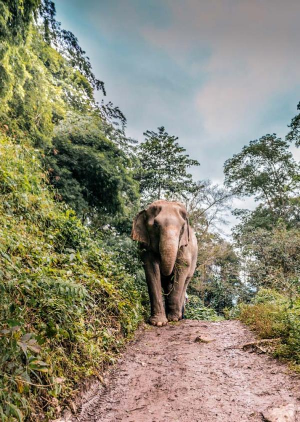 Refuge d'éléphant en Thaïlande © Deanna Deshea