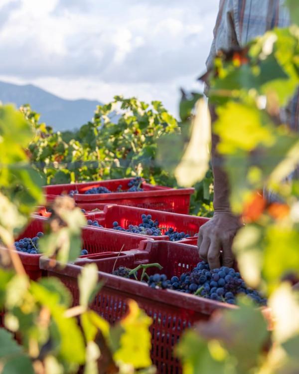 Domaine Peretti de la Rocca