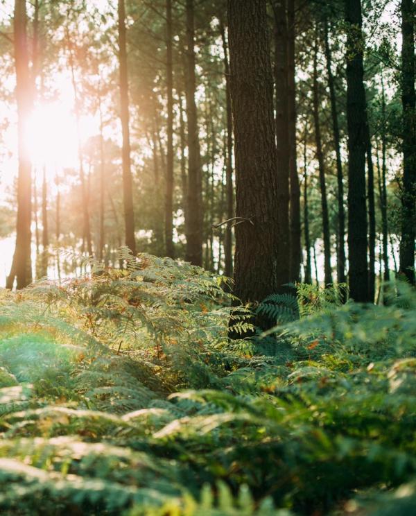 Forêt landaise © Sébastien Chebassier